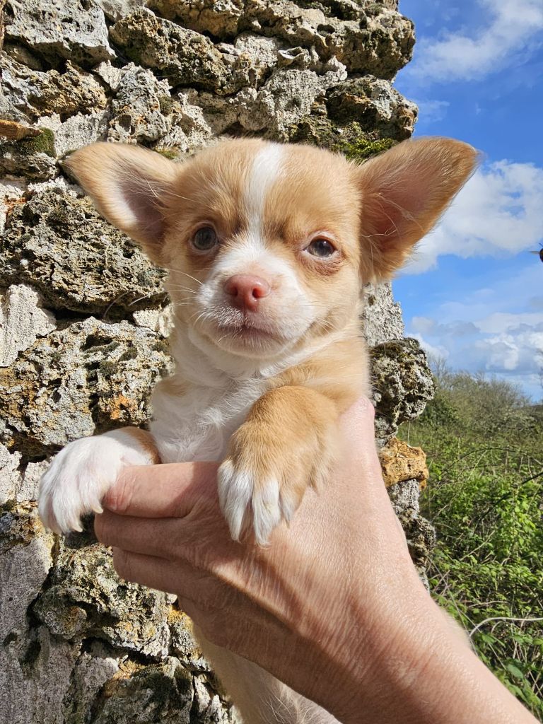 Du Clos De La Thyvolliéres - Chiot disponible  - Chihuahua